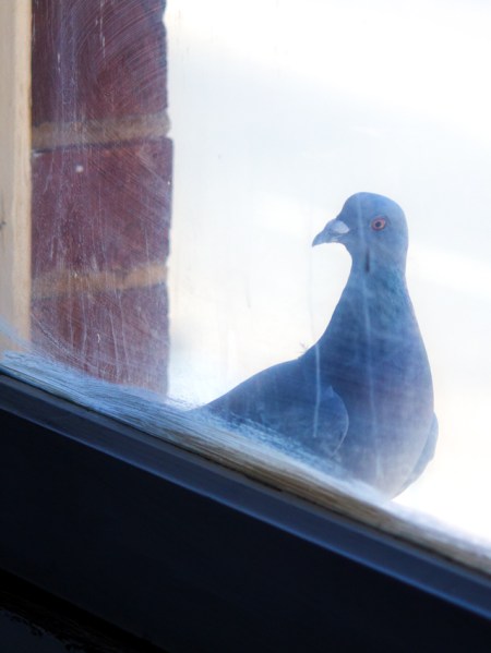 birds K.V. Goldsmith artist