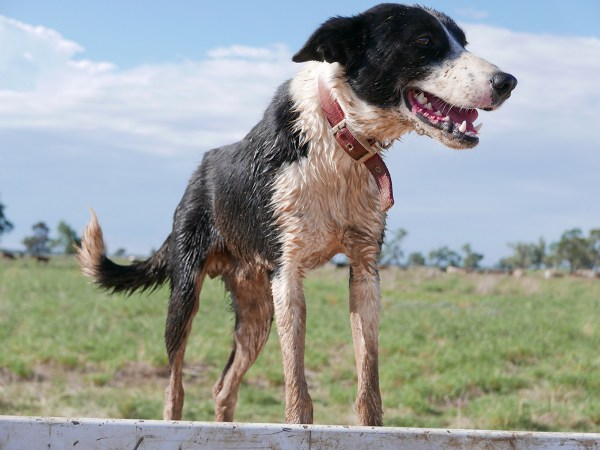 Kim V. Goldsmith, digital media artist