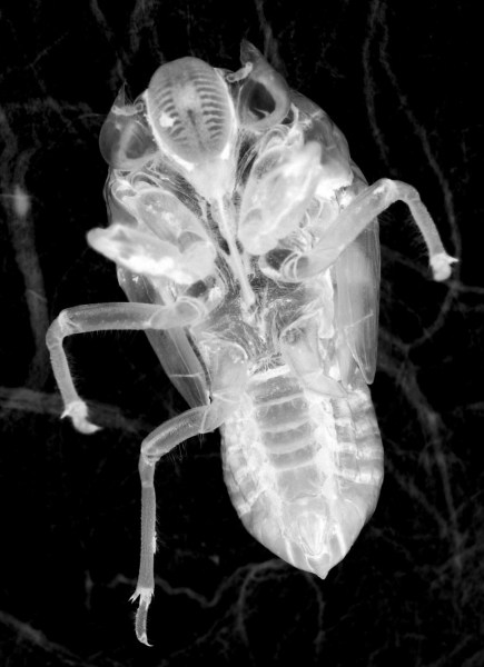 Kim V Goldsmith photography