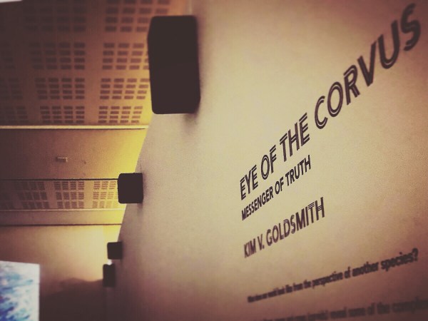 Eye of the Corvus at Western Plains Cultural Centre Dubbo