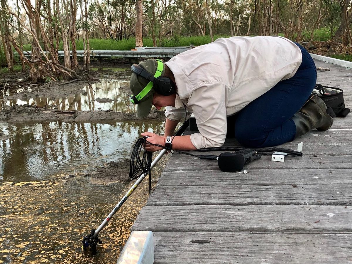 Kim V. Goldsmith audio recording in the Macquarie Marshes