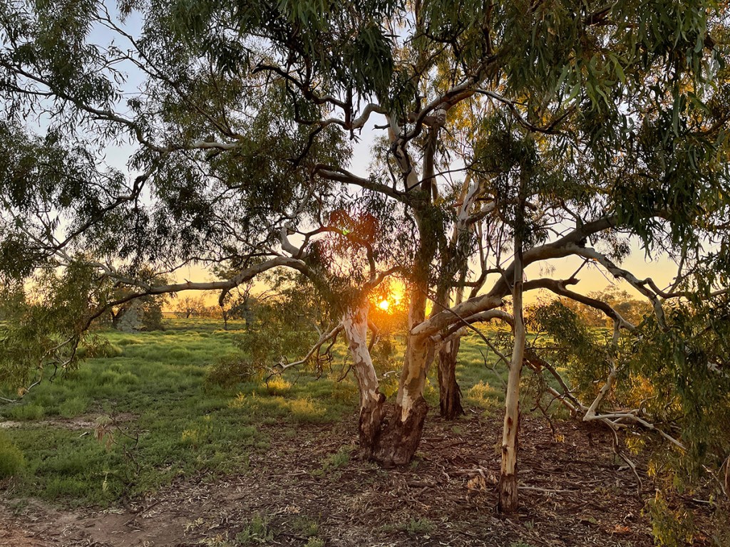 The sun setting behind a River Red Gum on the floodplain of the Macquarie Marshes, in 2021
