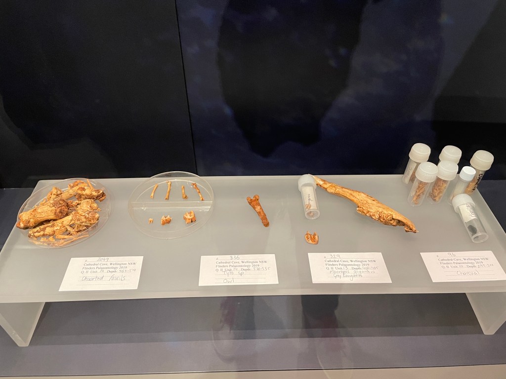 Finds from the caves on display in the Ancient Landscapes Gallery at Wellington Caves