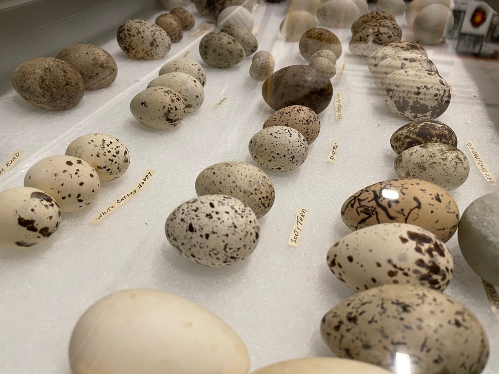 Eggs in the natural history collection at Wingham Museum