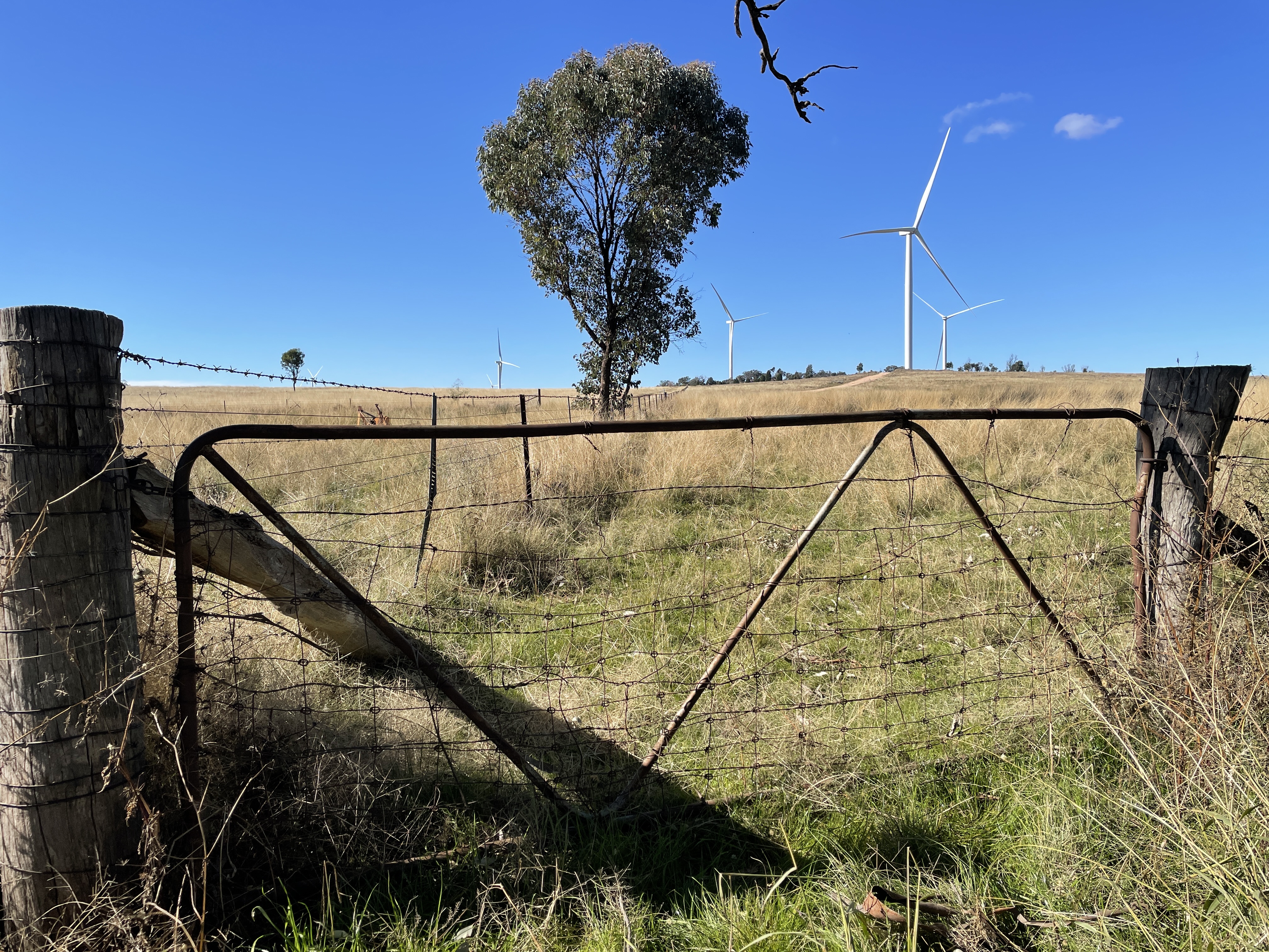 An old farm gate between two wooden gate posts with a grassy hill behind the gate and wind turbines in the distance. There's a small tree on a barbed wire fence line and the sky is blue.
