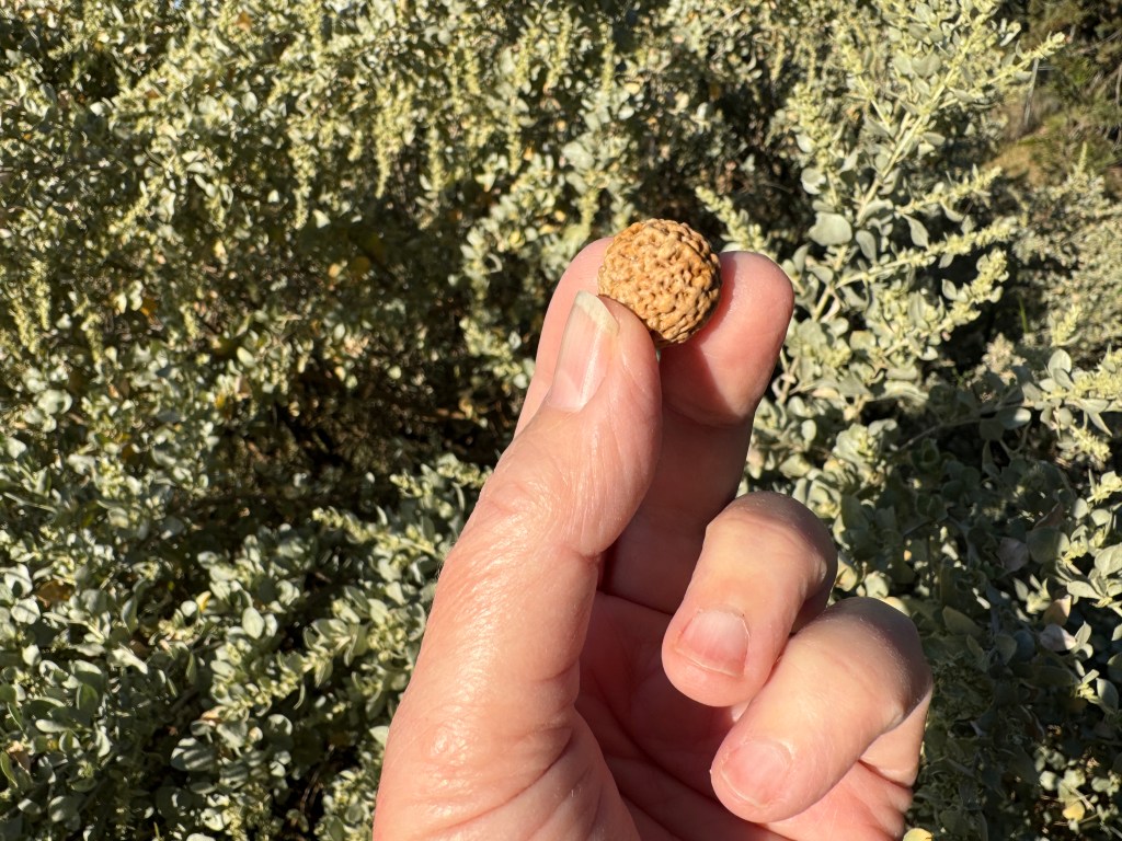 A hand holding a quandong (native Australia fruit) seed in front of saltbush.