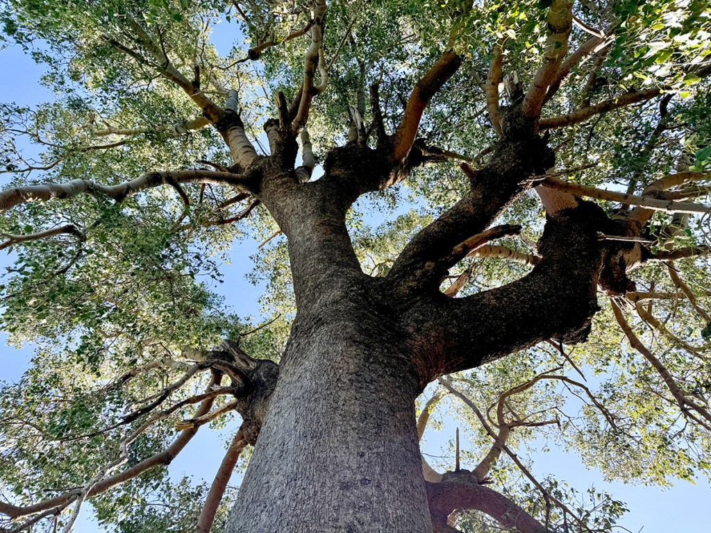 Looking up through the canopy of a Kurrajong tree with blue sky behind the leaves.