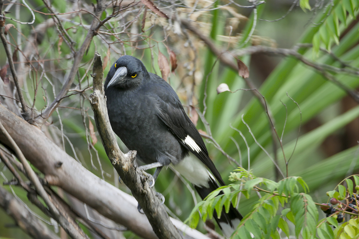 Pied Currawong