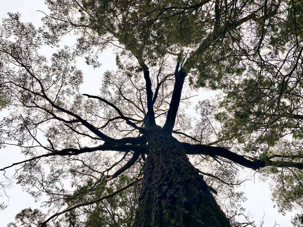 The trunk and canopy of a tree.