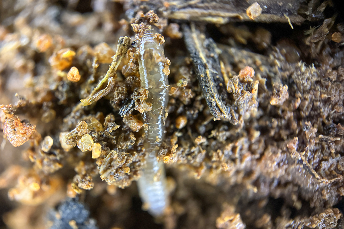 A translucent worm in soil.