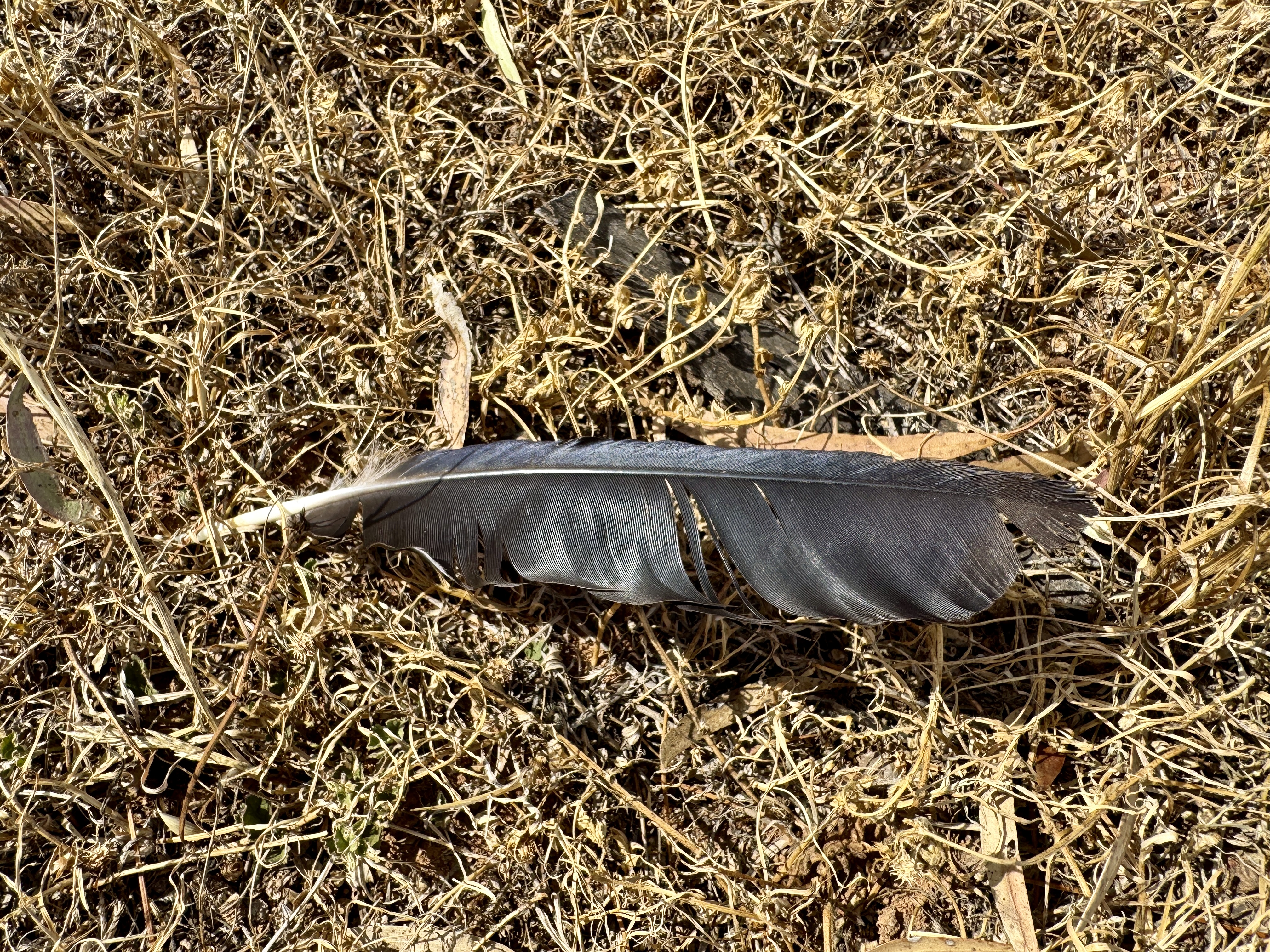 A black feather lying on dead grass — alone and separated from its life source.